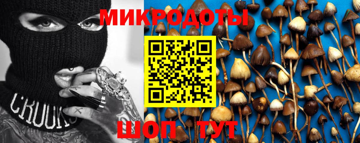 Галлюциногенные грибы Psilocybe Михайловка